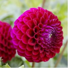 Георгина Помпонная Наталь Георгина Помпонная Наталь