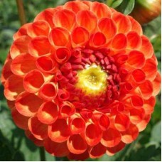 Георгина Помпонная Нью Бейби Георгина Помпонная Нью Бейби