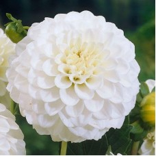 Георгина Помпонная Петрас Веддинг Георгина Помпонная Петрас Веддинг