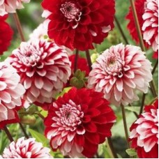 Георгина Помпонная Ред Вайт микс Георгина Помпонная Ред Вайт микс