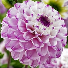 Георгина Шаровидная Дженова Георгина Шаровидная Дженова