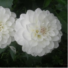 Георгина Шаровидная Эвелин Георгина Шаровидная Эвелин