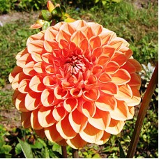 Георгина Шаровидная Сильвия Георгина Шаровидная Сильвия