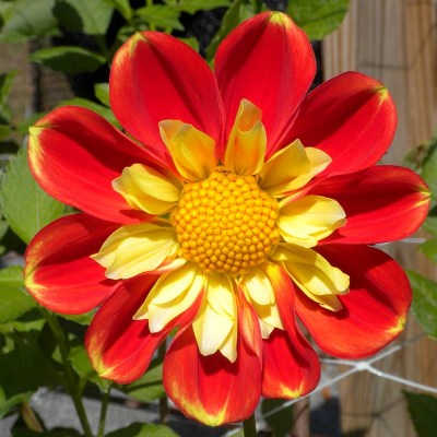 Георгина Воротничковая Пух Георгина Воротничковая Пух