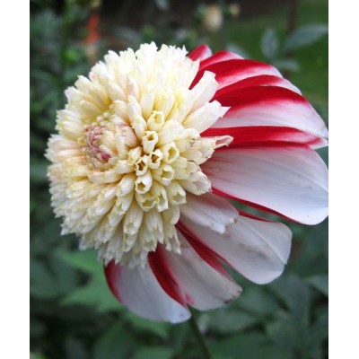 Георгина Анемоновидная Бон Одори Георгина Анемоновидная Бон Одори