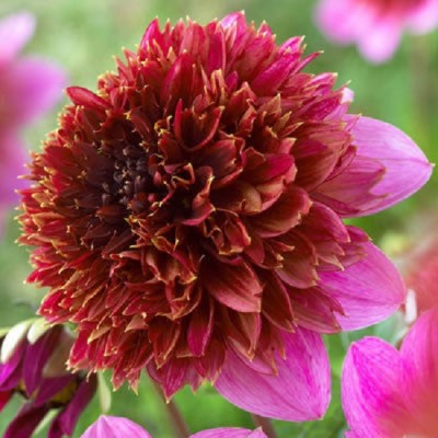 Георгина Анемоновидная Фантом