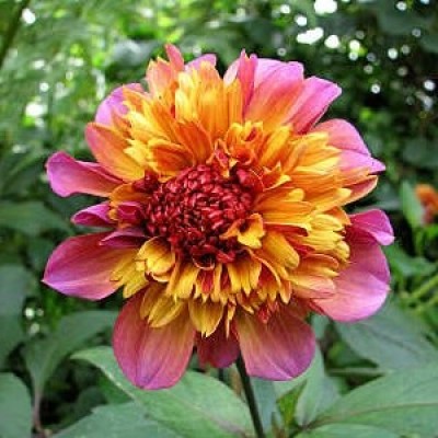 Георгина Анемоновидная Флоринор Георгина Анемоновидная Флоринор