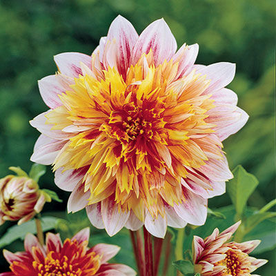 Георгина Анемоновидная Гарден Шоу Георгина Анемоновидная Гарден Шоу