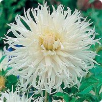 Георгина Бахромчатая Цуки Йори Но Шиша Георгина Бахромчатая Цуки Йори Но Шиша