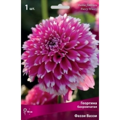Георгина Бахромчатая Фаззи Ваззи
