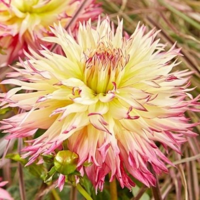 Георгина Бахромчатая Капроз Жозефина Георгина Бахромчатая Капроз Жозефина