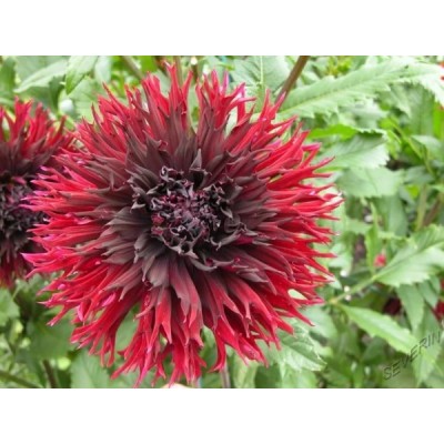 Георгина Бахромчатая Кенора Макоп-Би Георгина Бахромчатая Кенора Макоп-Би