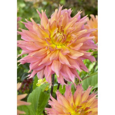 Георгина Бахромчатая Омега