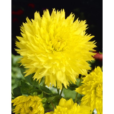 Георгина Бахромчатая Промис Георгина Бахромчатая Промис