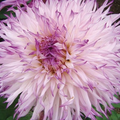 Георгина Бахромчатая Снохо Диана Георгина Бахромчатая Снохо Диана