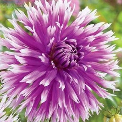 Георгина Бахромчатая Тейбл Дансер