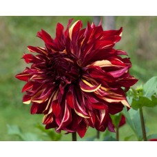 Георгина Декоративная Крев Кёр