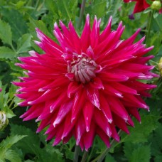 Георгина Декоративная Эй Си Дарк Хорс Георгина Декоративная Эй Си Дарк Хорс