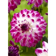 Георгина Декоративная Фернклифф Дуо Георгина Декоративная Фернклифф Дуо