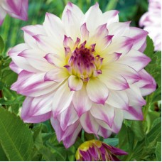 Георгина Декоративная Фернклифф Иллюжн Георгина Декоративная Фернклифф Иллюжн