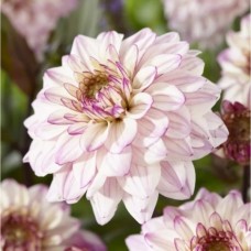 Георгина Декоративная Флэшбэк Георгина Декоративная Флэшбэк