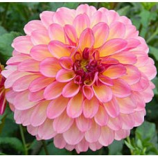 Георгина Декоративная Фокси Леди Георгина Декоративная Фокси Леди