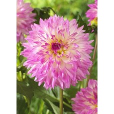 Георгина Декоративная Кордесса