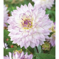 Георгина Декоративная Крейзи Лав Георгина Декоративная Крейзи Лав