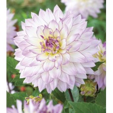 Георгина Декоративная Крейзи Лав