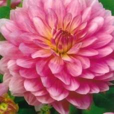 Георгина Декоративная Кристина