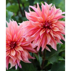 Георгина Декоративная Лабиринт