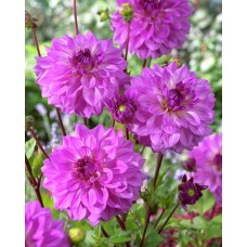 Георгина Декоративная Лейк Мичиган