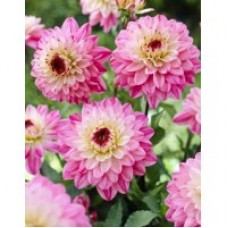 Георгина Декоративная Лука Джоанна