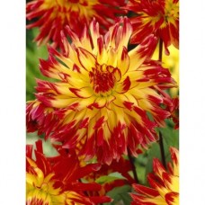 Георгина Декоративная Мерлуза