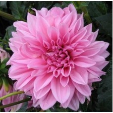 Георгина Декоративная Миракл Принцесс