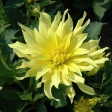 Георгина Декоративная Мюнхен