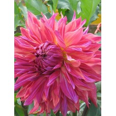 Георгина Декоративная Пеннхилл Дарк Монарх