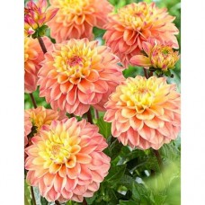 Георгина Декоративная Принцесса Елизавета Георгина Декоративная Принцесса Елизавета