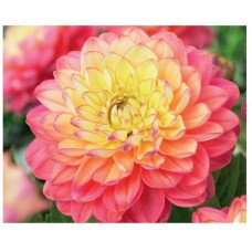 Георгина Декоративная Принцесса Грация Георгина Декоративная Принцесса Грация