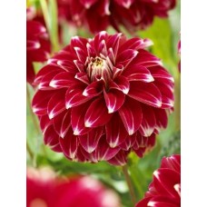 Георгина Декоративная Ред Рок Георгина Декоративная Ред Рок