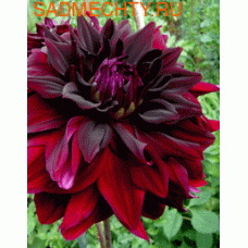 Георгина Декоративная Рип Сити Георгина Декоративная Рип Сити