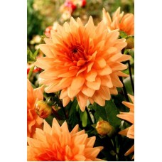 Георгина Декоративная Саммер Бриз Георгина Декоративная Саммер Бриз