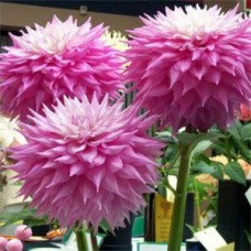 Георгина Декоративная Сэр Альф Рамсей Георгина Декоративная Сэр Альф Рамсей