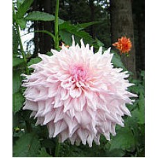 Георгина Декоративная Шилон Ноэль Георгина Декоративная Шилон Ноэль