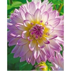 Георгина Декоративная Свит Лав Георгина Декоративная Свит Лав