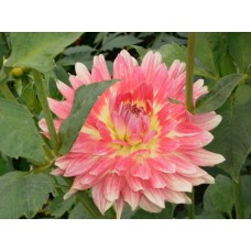 Георгина Декоративная Тропикал Сансет Георгина Декоративная Тропикал Сансет