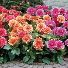 Георгина Декоративная Чабосс Георгина Декоративная Чабосс