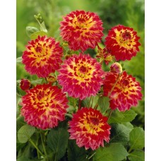 Георгина Декоративная Пичиз энд Крим