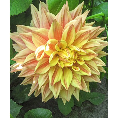 Георгина Декоративная Адванс Георгина Декоративная Адванс