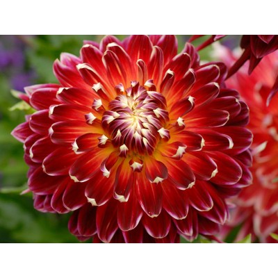 Георгина Декоративная Акита Георгина Декоративная Акита